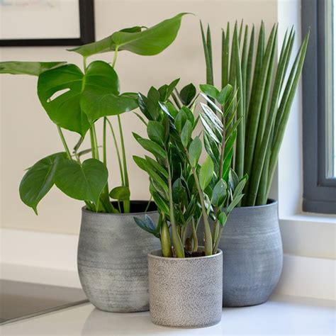 A Guide To The Best Office Plants How To Turn Your Office Green