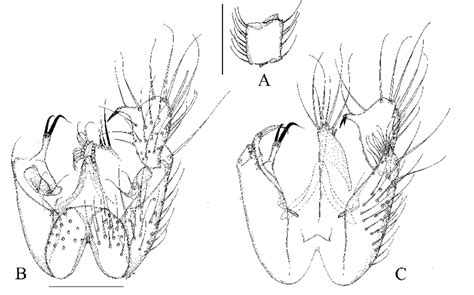 Manota Petiolata Sp N Holotype A Antennal Flagellomere 4 Lateral