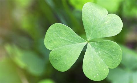 How to define the word clover? Symbolic Shamrock Meaning on Whats-Your-Sign.com