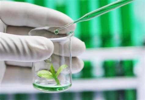 They have living cells of different. Plant Tissue Culture | FCBIOS