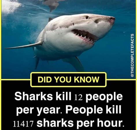 A Shark With The Caption Did You Know Sharks Kill 12 People Per Year