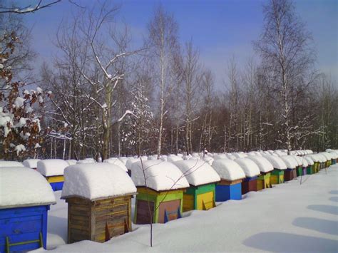Czy pszczoły zimą śpią Świetlica szkolna SP 10 Tychy