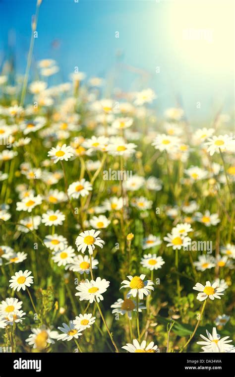 Field Of Daisy Flowers With Blue Sky Background Stock Photo Alamy