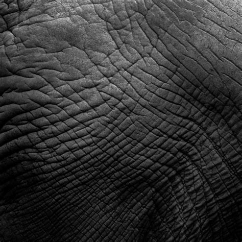 Elephant Skin Texture Free Stock Photo Public Domain
