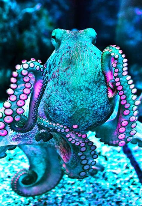 Octopus Beautiful Sea Creatures Ocean Creatures Sea Creatures