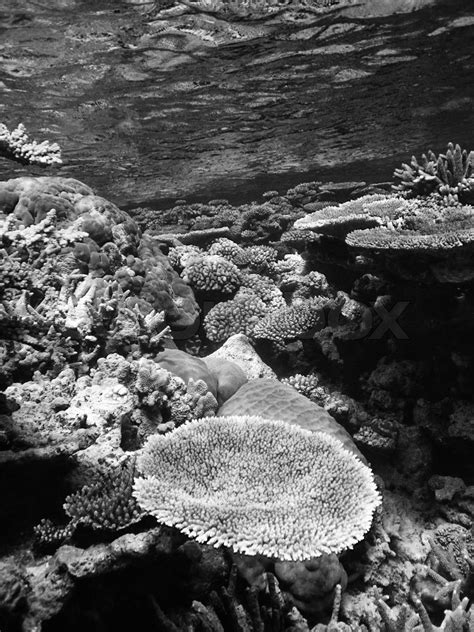 Underwater Scene Of Great Barrier Reef Stock Image Colourbox