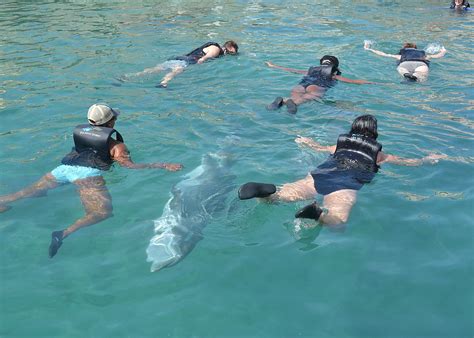 Dolphin Quest Affords Memorable Way To Experience Bermuda Going