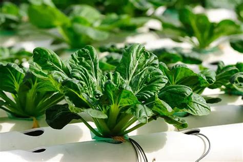 What Is Hydroponics Advantages And Disadvantages Lettuce Be Farmers