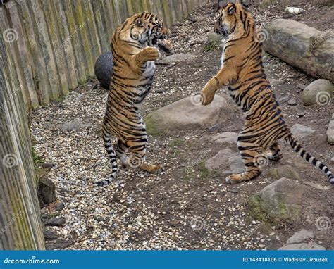 Sumatran Tiger Panthera Tigris Sumatrae Young Females Practice Fights