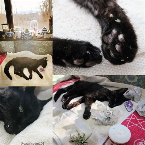 Black Cat Advocate Clyde Tale Of Two Cat Funerals Cat Wisdom 101