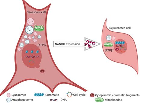 Reversing Aging Of Skeletal Muscle Ubnow News And Views For Ub