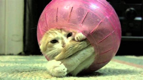 ‘get Meowt Of Here Adorable Youtube Video Shows Kitten Struggling To Break Out Of A Hamster