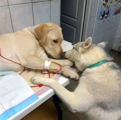 Vets Assistant Dog Goes Viral For Helping A Patient Relax Service