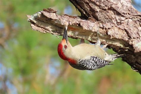 6 Species Of Woodpeckers In Nebraska With Pics Bird Feeder Hub