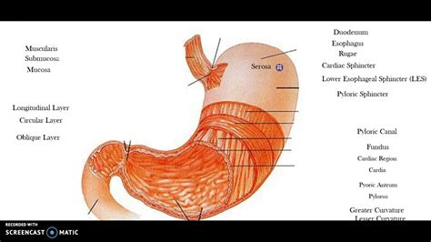 Esophagus And Stomach Anatomy Youtube