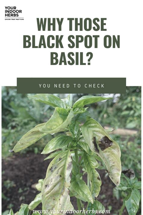 Top 5 Causes Of Black Spots On Basil Leaves With Pictures Basil