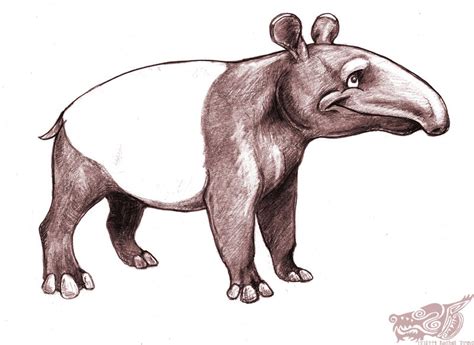 Tapir by rgyoung on DeviantArt