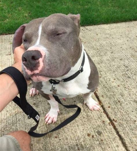 Bald Pit Bull Found Wandering Chicago Streets Is Looking For A Home