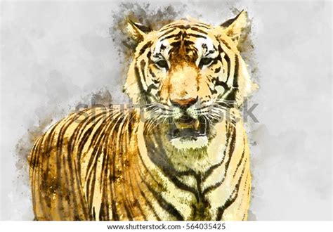 Watercolor Image Royal Bengal Tiger 库存插图 564035425 Shutterstock