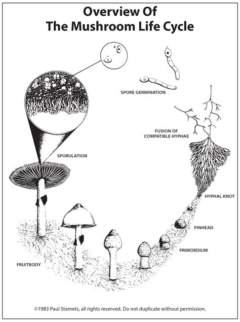 Fungi Life Cycle Explained Mac Staton