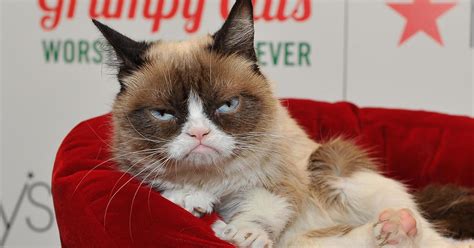 Grumpy Cat Has Died Viral Cat Meme Sensation Dies At Age 7 Cause Of