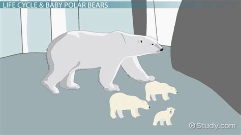 Polar Bear Life Cycle Lesson For Kids Lesson