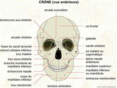 Les Os Du Crâne Et De La Face Elearning Adnr Os Anatomie Anatomie