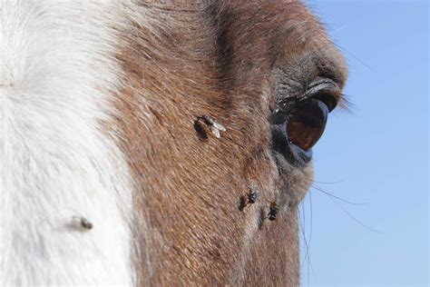 Keratoma In Horses Symptoms Causes Diagnosis Treatment Recovery