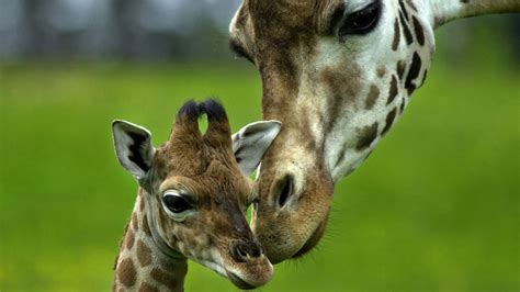 Giraffe Animals Baby Animals Long Neck 4k Hd Wallpapers