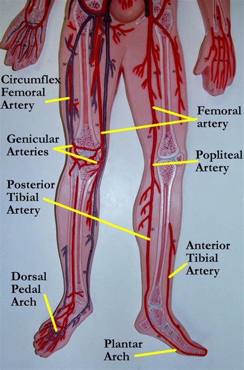 Anatomy Of Leg Arteries