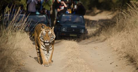 VIDEO VIRAL Durante safari tigre ATACA un vehículo de turistas La