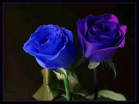 Belles Roses Bleues Purple Roses Purple Roses Wallpaper Beautiful Roses