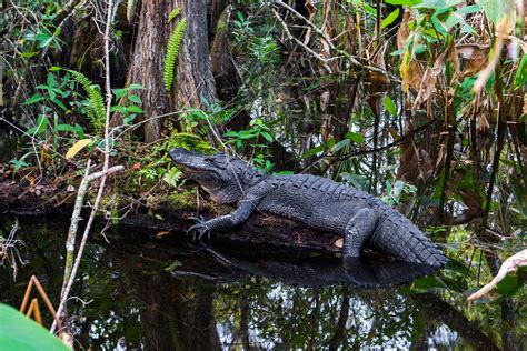 20 Epic Things To Do In Everglades National Park Helpful Guide