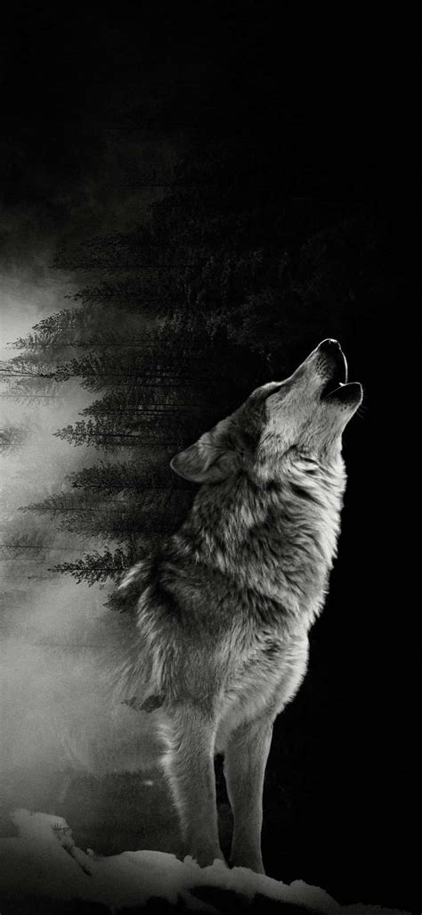 Download Alpha Wolf Asserting Its Dominance Wallpaper