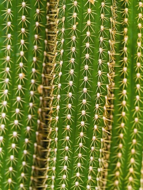 Cactus Macro Textures Ouch Stock Photo Image Of Garden 9681688