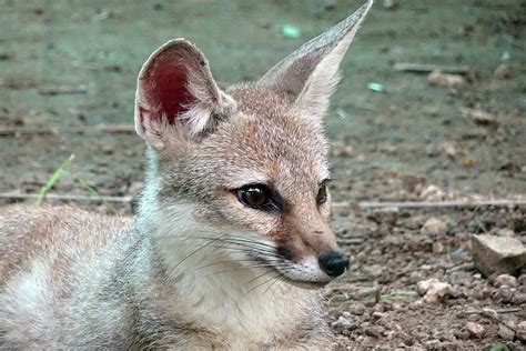 Closeup Gray Fox Bengal Fox Vulpes Bengalensis Indian Fox Mammal
