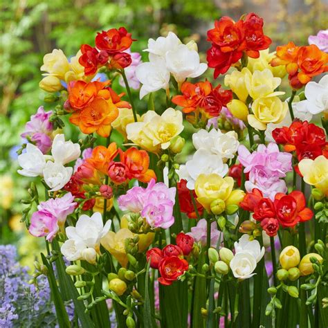 Fragrant And Colorful Freesia Bulbs For Sale Online Doubles Mix Easy