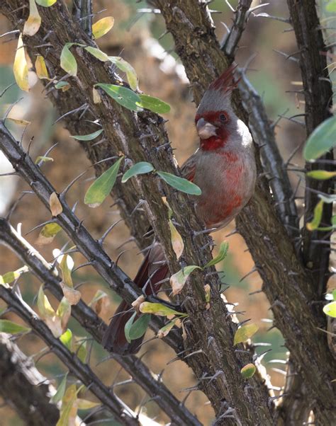 Pyrrhuloxia Cardinalis Sinuatus 2502 Birds From Southeas Flickr