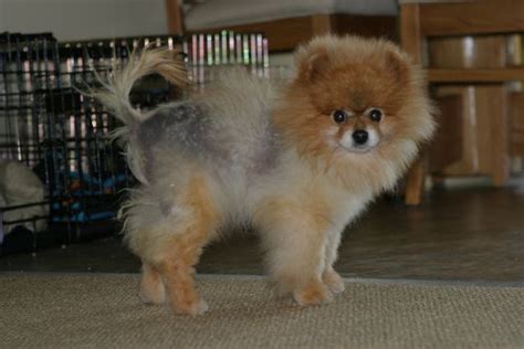 4 Common Health Problems In Pomeranians Dogexpress