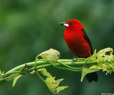 Photo Gallery Tanagers Part I