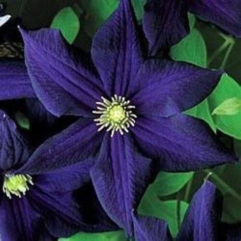 25 Dark Purple Clematis Seedsn N N N Seed World
