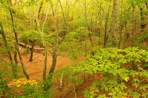 John Burk Photography Cape Cod And The Islands Province Lands Beech