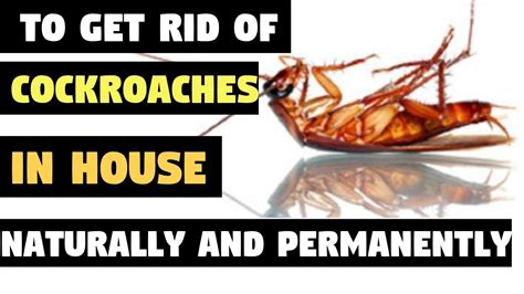 How To Get Rid Of Cockroaches In House Naturally And Permanently How To Kill Cockroaches Youtube