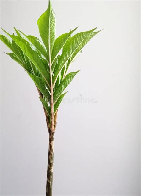 Cute Head Of Palm Tree Leaves Green Home Plant Stock Photo Image Of