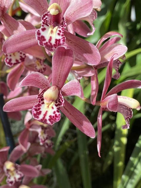 Photo Of The Bloom Of Orchid Cymbidium Pipeta Posted By Slgardener