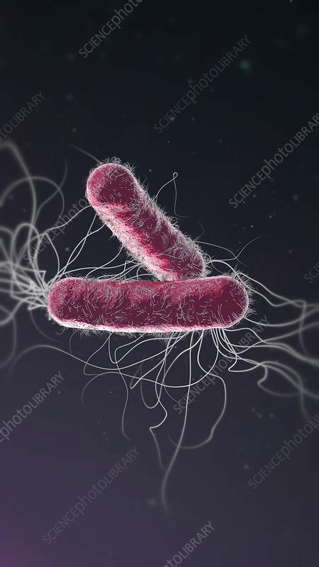 Pseudomonas Aeruginosa Bacteria Illustration Stock Image F0279789