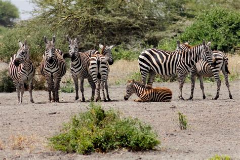 It provides kernel routing table updates, interface lookups, and redistribution of routes between different routing protocols. species: plains zebra location: outside Tsavo West NP, ne… | Flickr