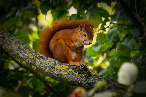 British Wildlife On The Edge The Red Squirrel Wild Ideas