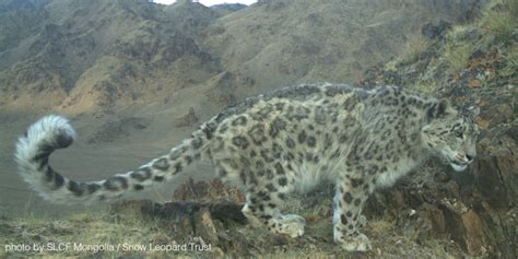 Photos Of Wild Snow Leopards Snow Leopard Trust Snow Leopard Facts