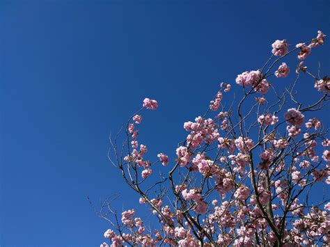 Blue Sky Branch Cherry Blossom Pink Rose Sky Tree 4k Wallpaper